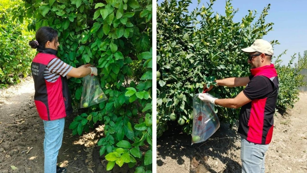 Narenciye Bahçelerinde Kalıntı Denetimi Başladı (2)