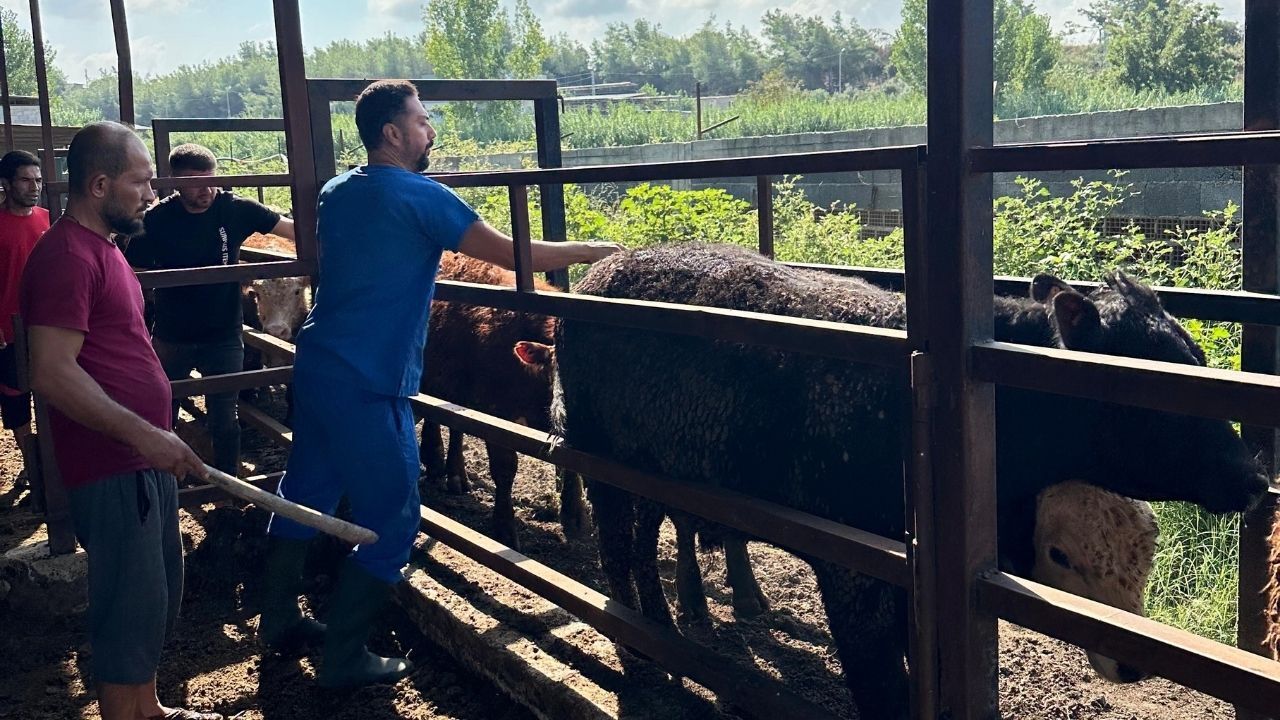 Sarıçam’da Besilik Hayvanlar Kontrol Altında (1)
