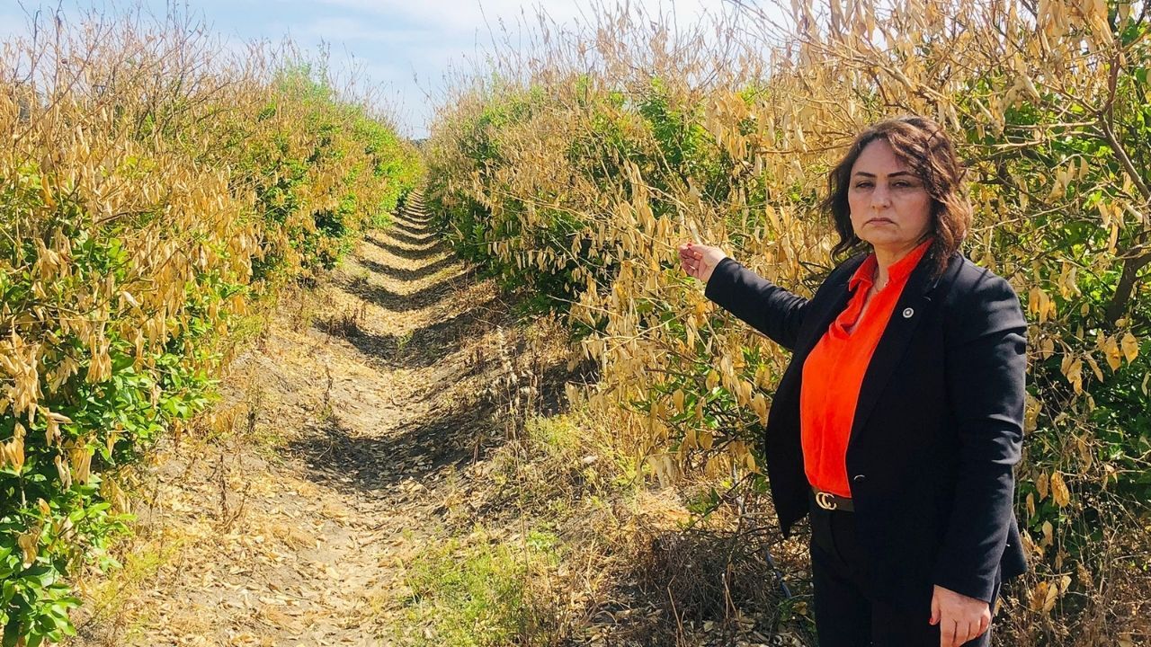 Şevkin: Narenciye üreticisi yalnız bırakılmamalı