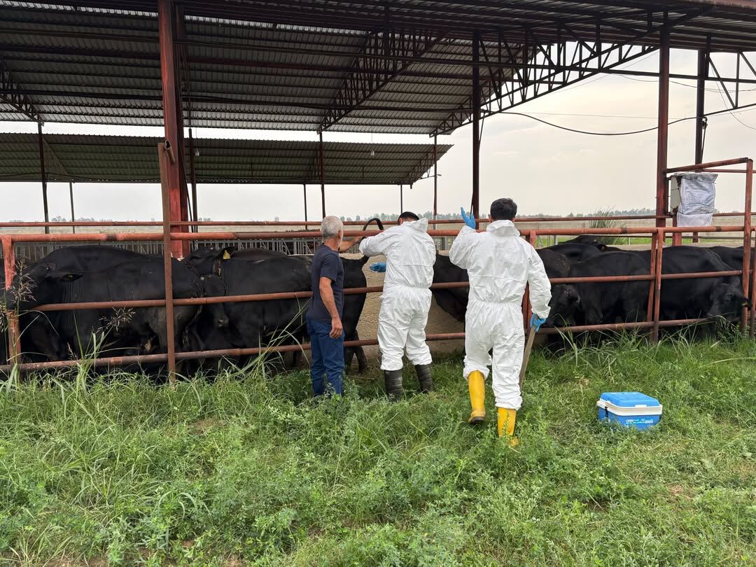 Adana'da ithal büyükbaş hayvanlara 6 hastalık için tarama
