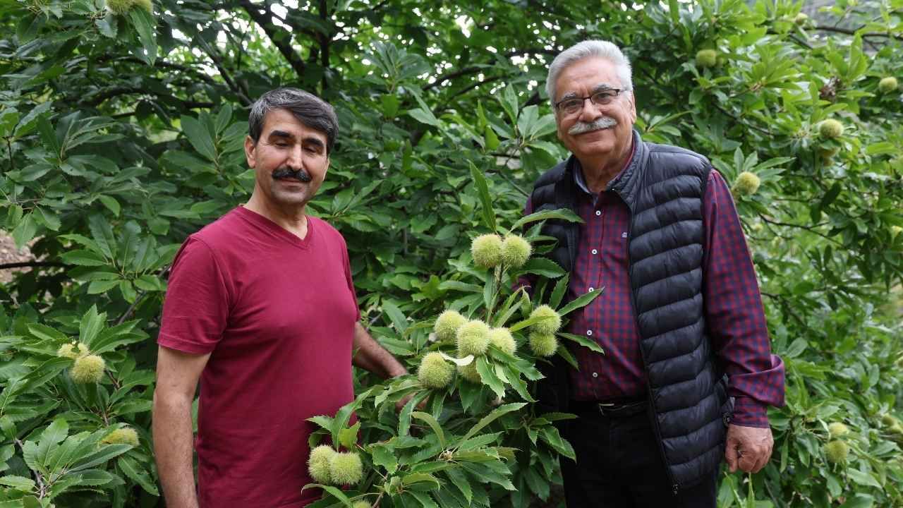 Adana’da Kestane Denemesi Üretime Dönüştü 5 Ağaçtan 20 Ağaca Ulaştı (1)