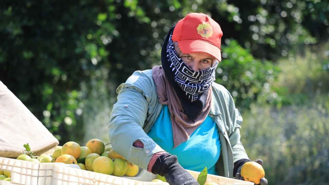 Adana’da Mandalina Dalında 3 Liraya Düştü “Ne Fiyat Verirlerse Kabul Ediyoruz” (1)