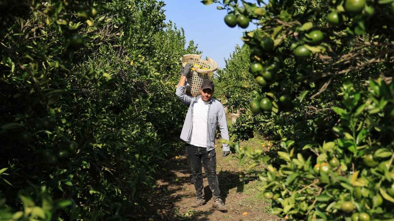 Adana’da Mandalina Dalında 3 Liraya Düştü “Ne Fiyat Verirlerse Kabul Ediyoruz” (2)