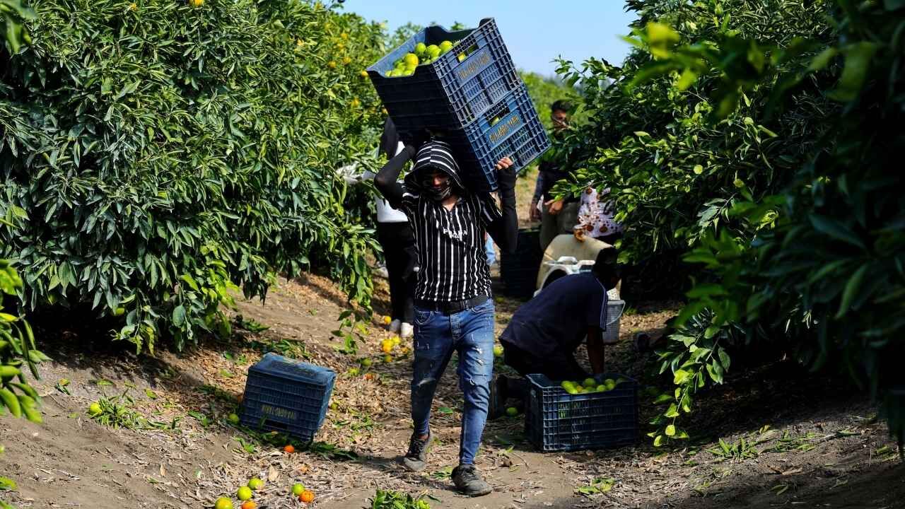 Adana’da Mandalina Hasadı Başladı Kilosu Dalında 8 10 Lira (2)
