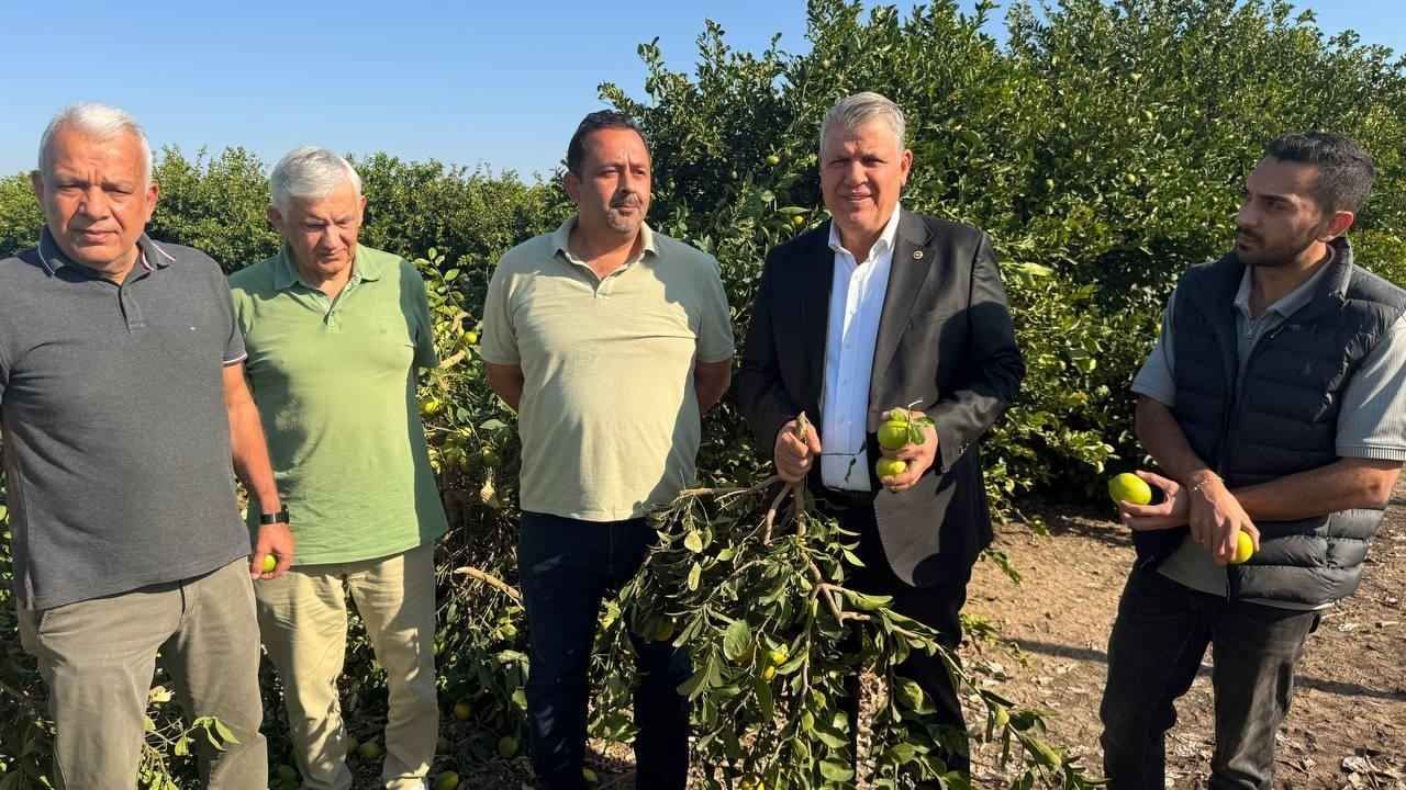Adana’da Ürün Dolu Ağaçlar Kesildi “Odunu Meyvesinden Daha Fazla Para Ediyor” (1)