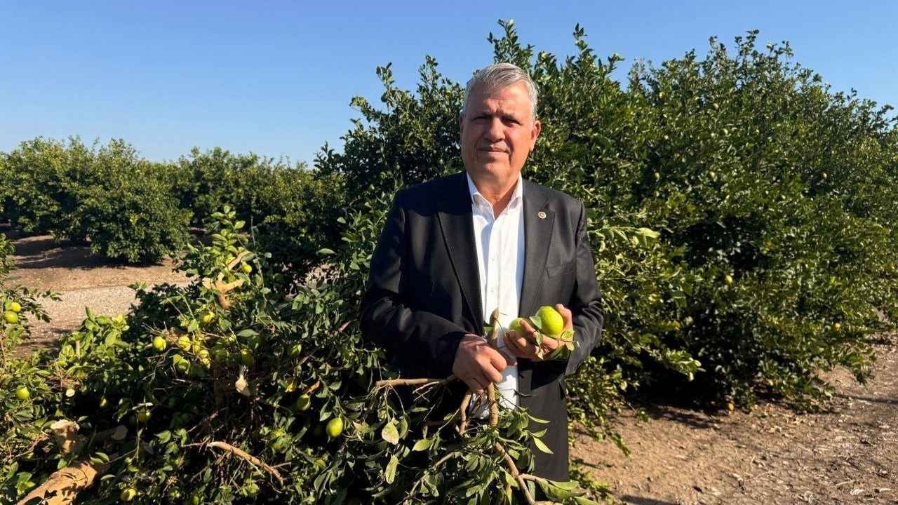 Adana’da Ürün Dolu Ağaçlar Kesildi “Odunu Meyvesinden Daha Fazla Para Ediyor”