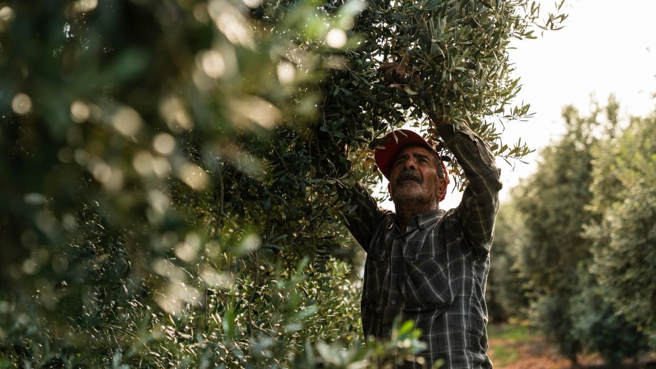Adana'da Zeytin Sezonu Resmen Başladı! (1)