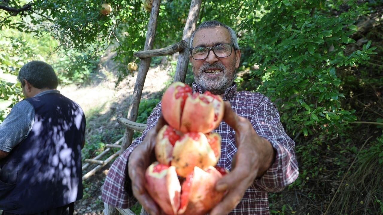 Coğrafi Işaretli Kuytucak Narında Hasat Başladı (1)