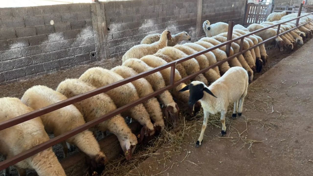 Kırsalda Bereket Projesi Sahada Takip Ediliyor