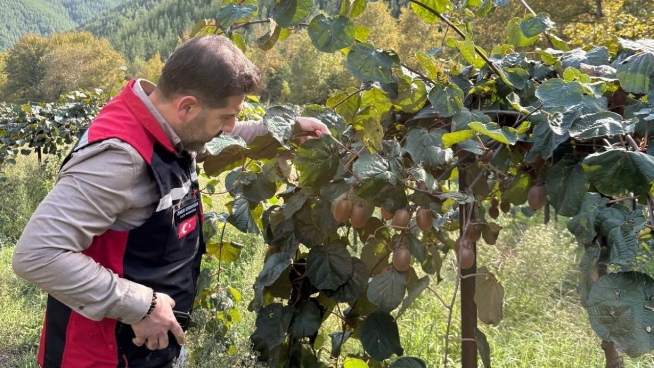 Kivi Bahçelerinde Hasat Öncesi Kontrol (2)