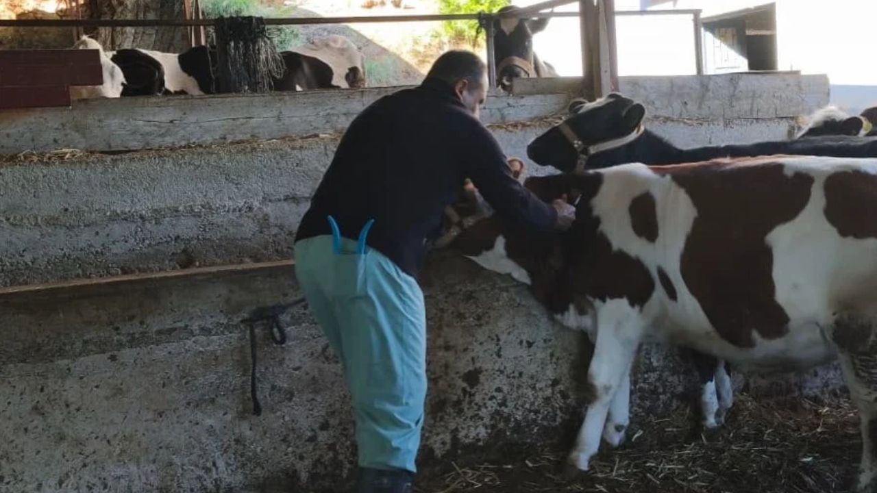 Kozan’da Aşılama Ve Sağlık Taramaları Sürüyor (2)