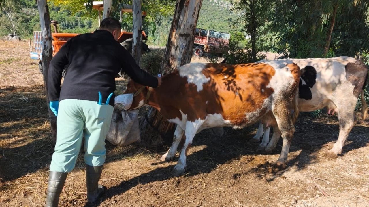 Kozan’da Aşılama Ve Sağlık Taramaları Sürüyor