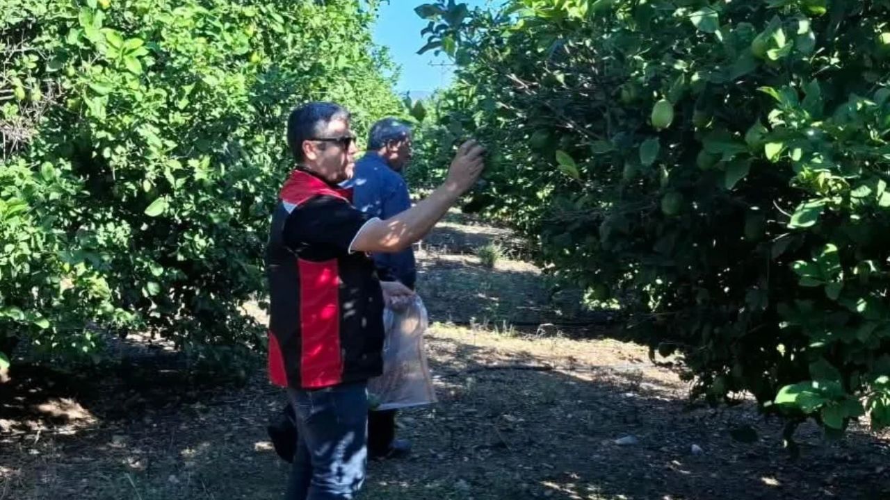 Kozan’da Tarım Ürünlerinde Pestisit Denetimi