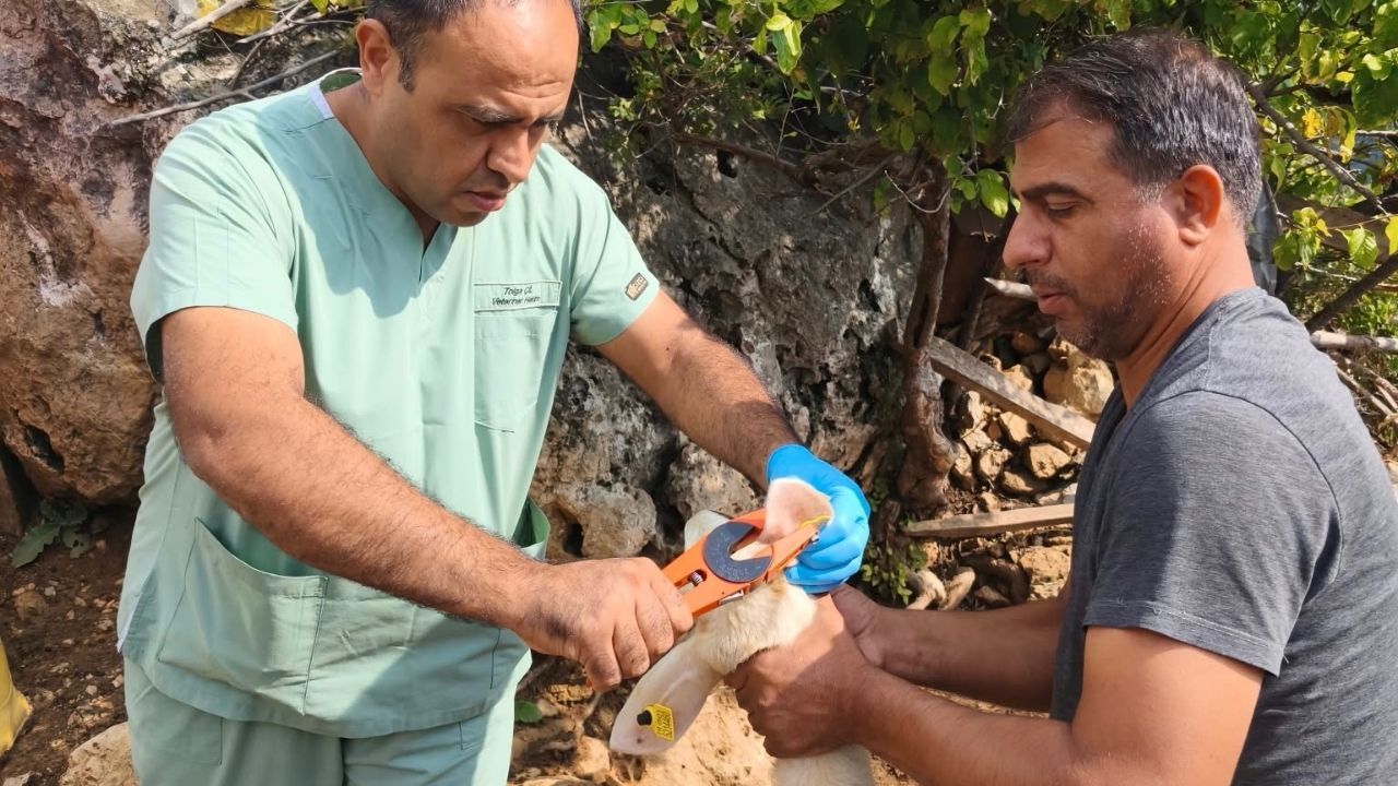 Kozan’da Veteriner Ekiplerden Yoğun Çalışma (1)