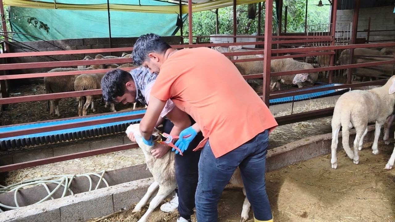 Kozan’da veteriner ekiplerden yoğun çalışma