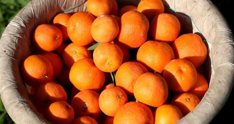 Adana'da mandalina ve greyfurt hasadı bugün başlıyor! İhracat tarihi belli oldu