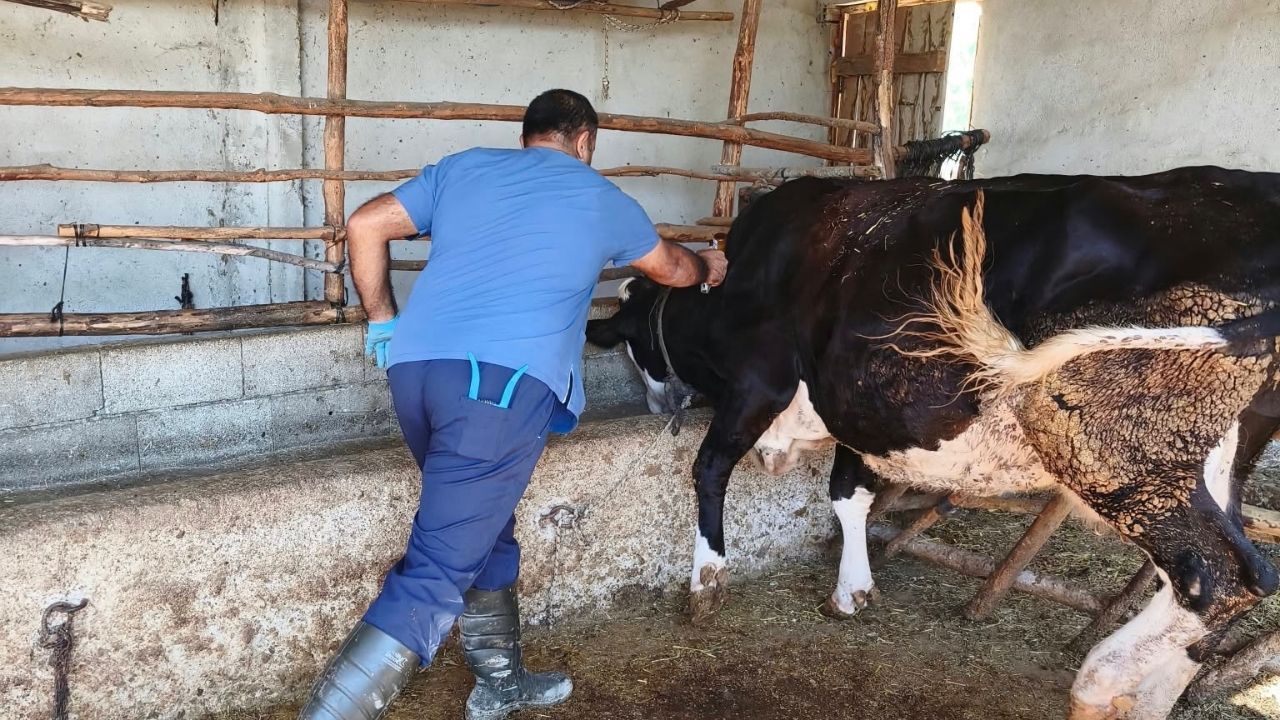 Sağlıklı Hayvancılık Için Çalışmalar Sürüyor