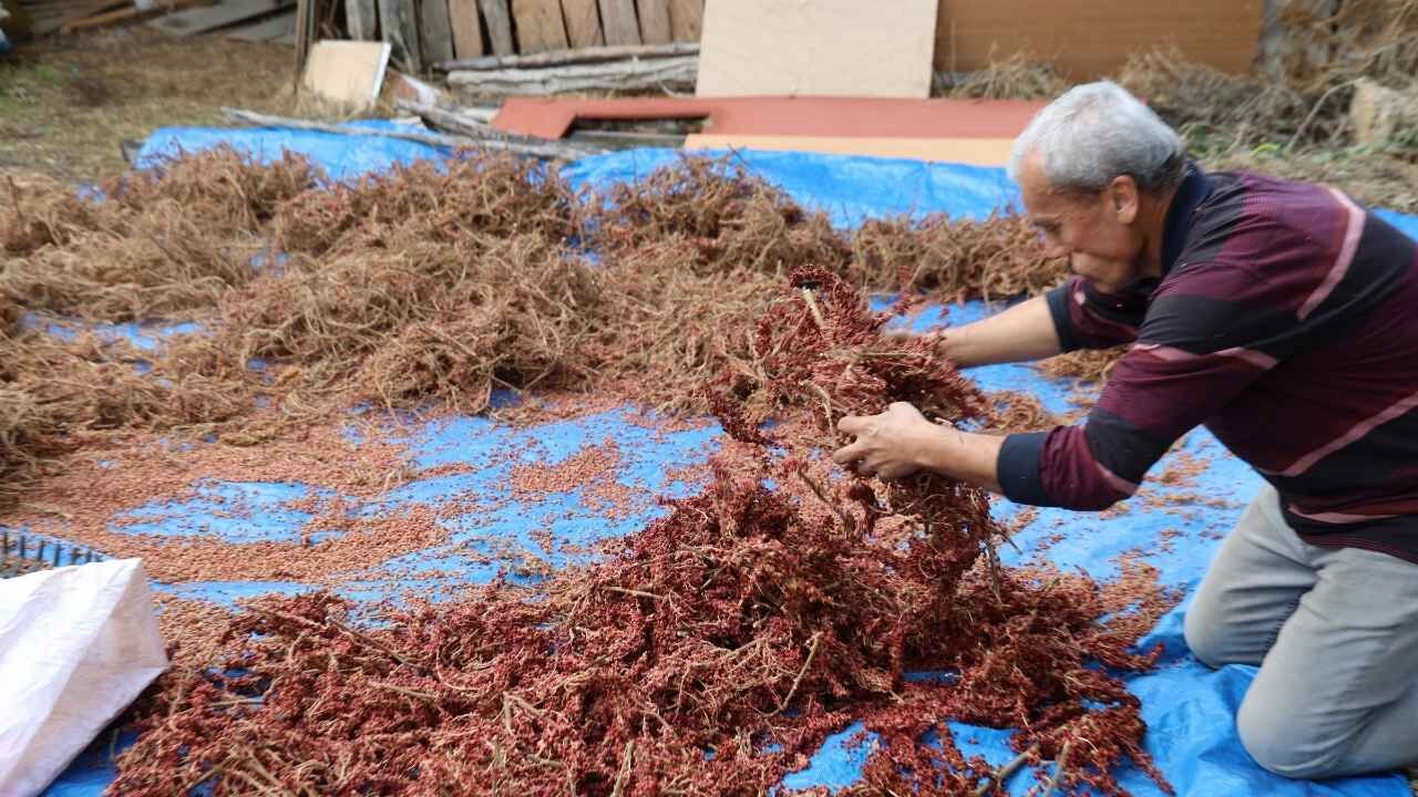 Saimbeyli’de Sumakçı Dede Mirası Yaşatılıyor Kilosu 900 Tl’ye Kadar Satılıyor