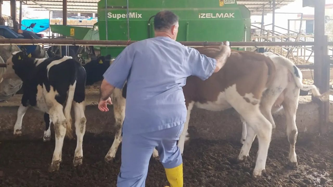 Sarıçam’da Hayvanlara Şap Aşısı Uygulanıyor