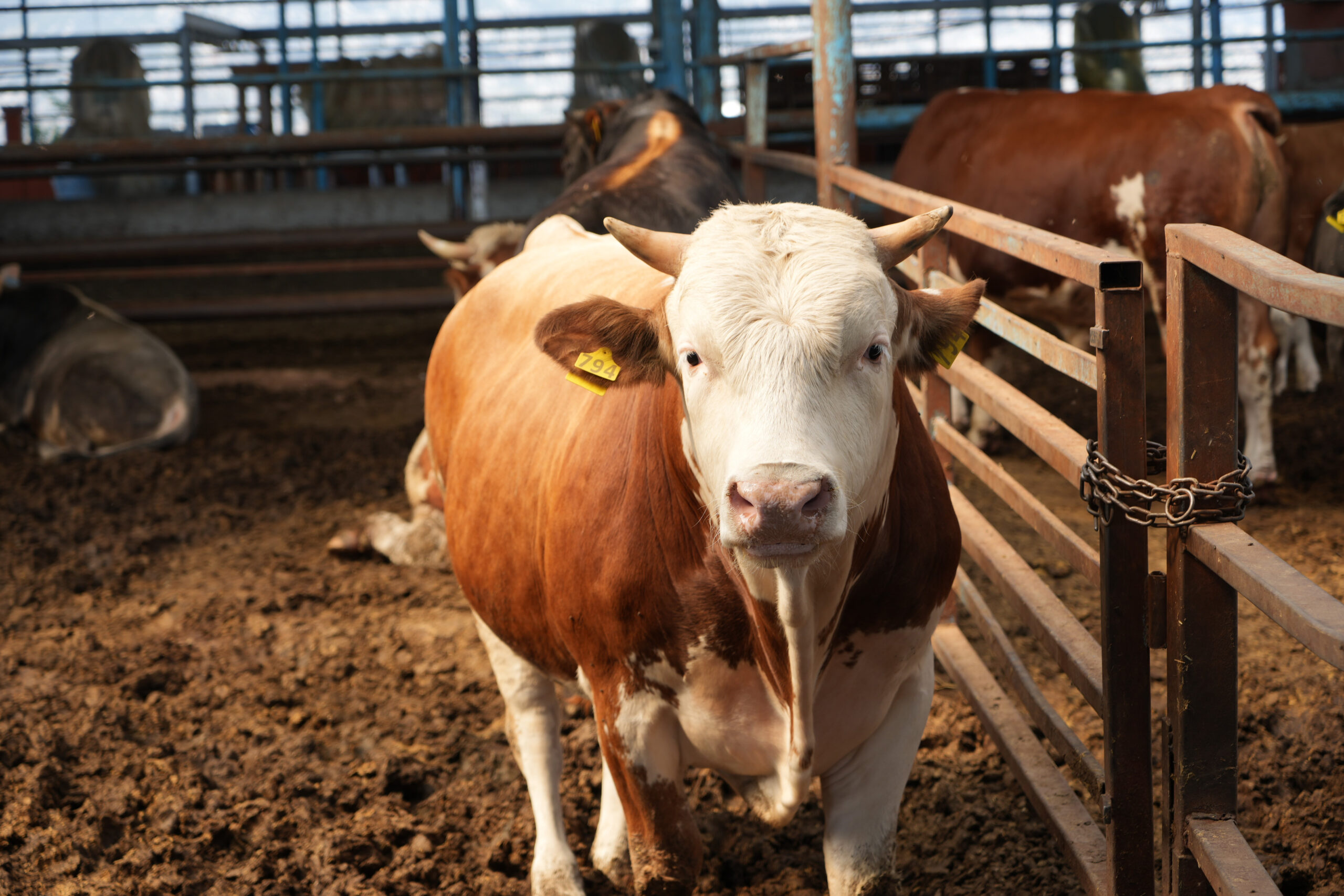 Adana'da kurbanlık fiyatları belli oldu - Adana Toros Gazetesi