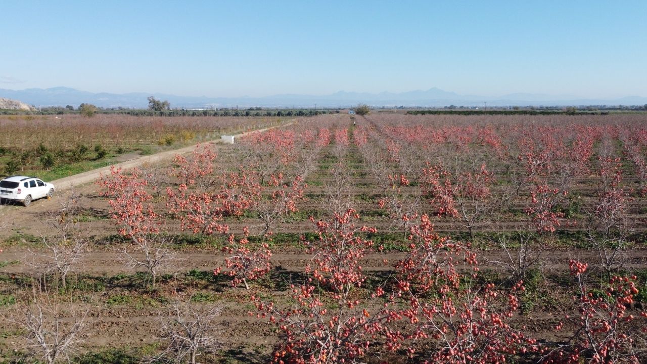 Adana'nın köyünden Avrupa'ya açıldı! Kilosunu 650 liradan satıyor
