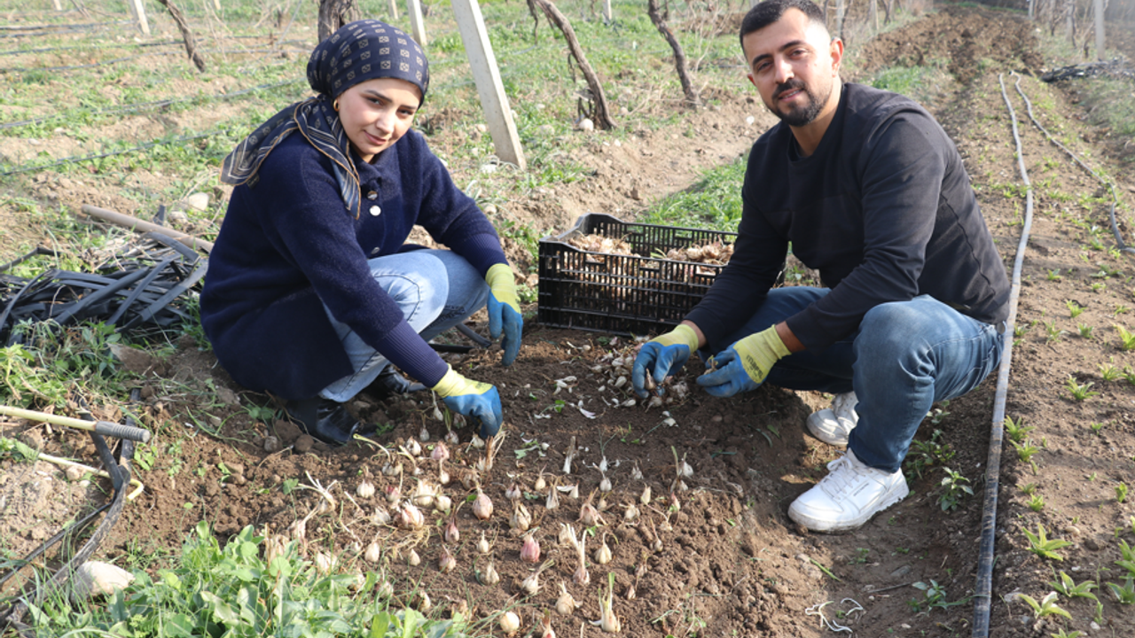 Adanalı girişimci ak zambakla ihracata hazırlanıyor