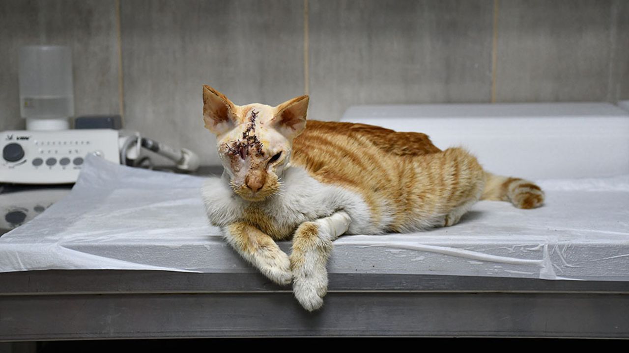 Adana’da Sokak Dehşeti: Kedi Ölümden Döndü