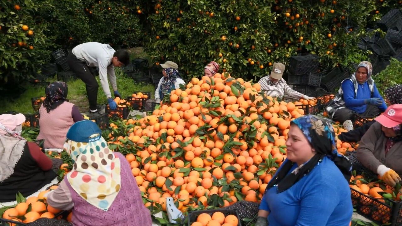 Bereketin başkenti Adana: Narenciye bahçeleri şehrin kıymetli mirası! - Adana Toros Gazetesi