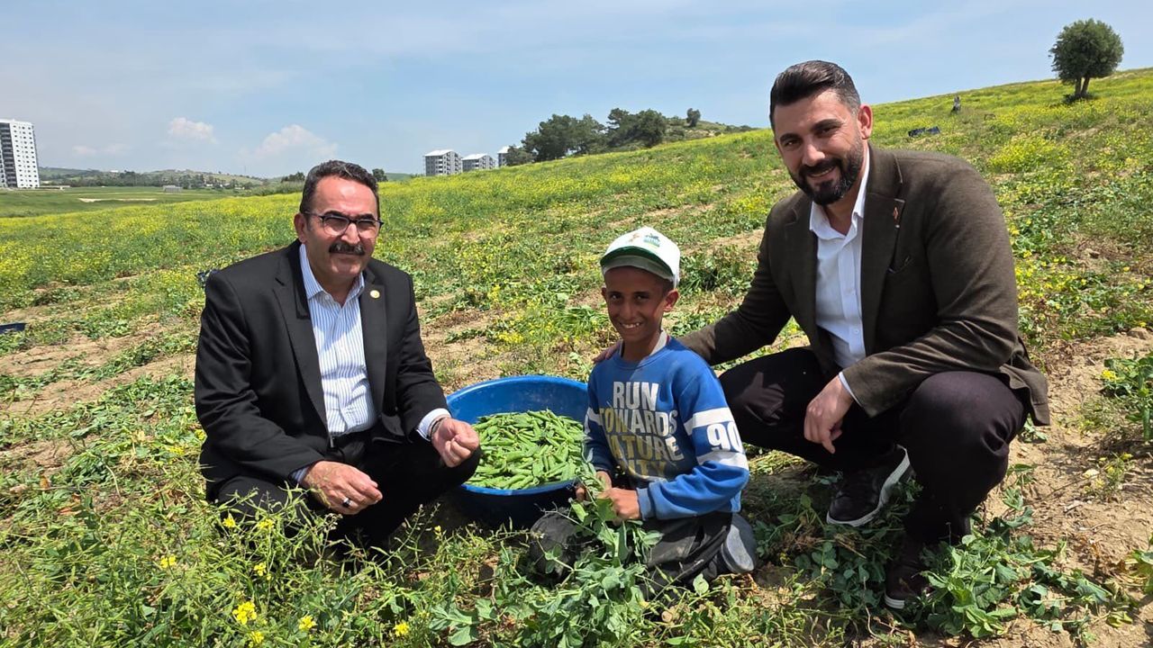 AK Parti Adana Milletvekili Doğru Çukurova’da hasada katıldı