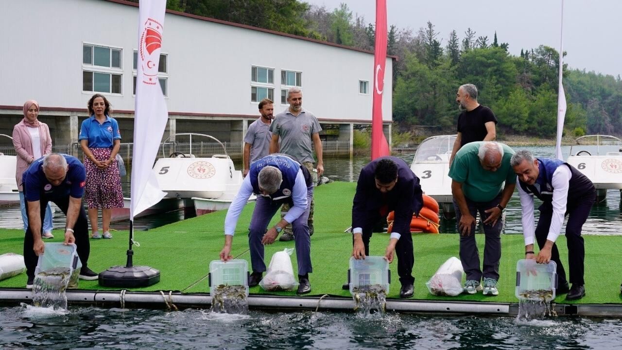 Adana'da yavru sazan balıkları suya bırakıldı