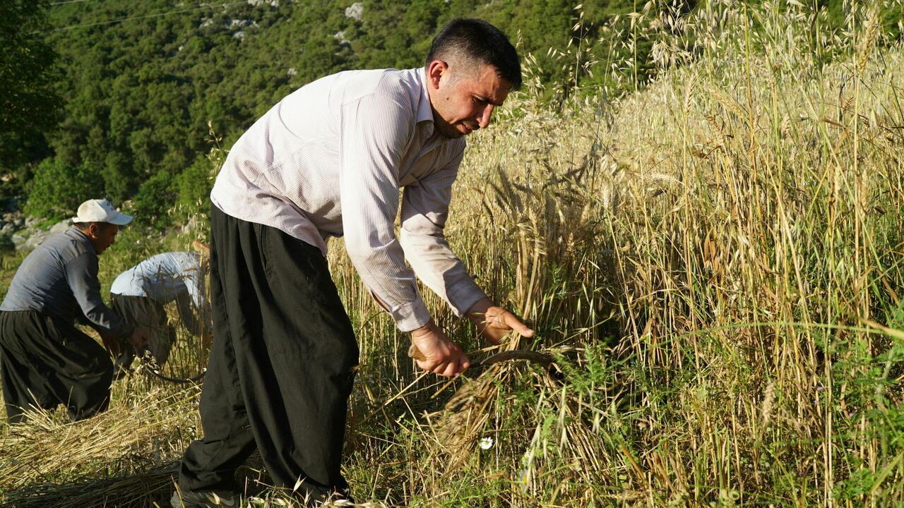 Osmaniyeli 6 kardeş baba yadigarı tarladaki ürünleri orakla biçiyor