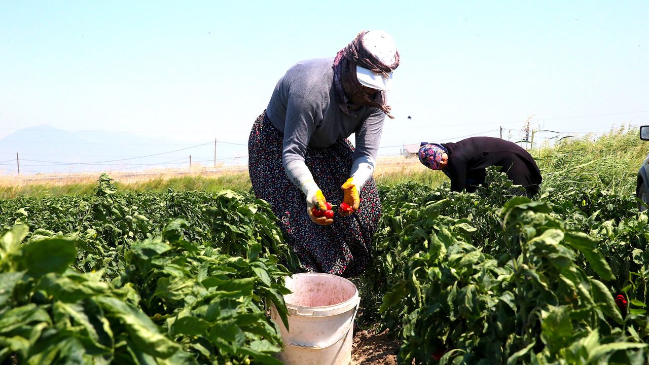Hasadına başlanan kapya biber tarlada alıcı buluyor
