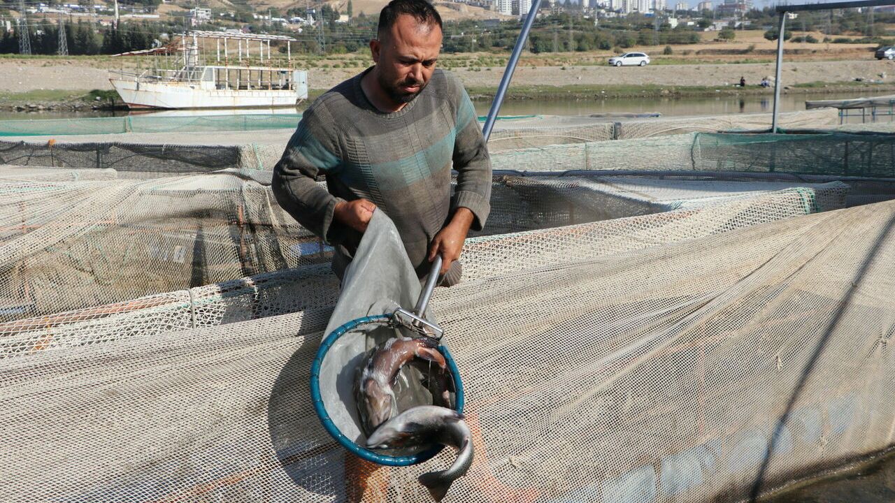 Deprem sonrası toparlanan Kahramanmaraşlı balıkçılar 54 ülkeye balık ihraç etti