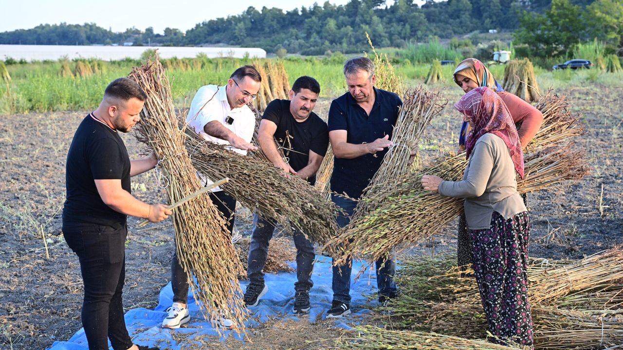 Coğrafi işaretli Manavgat susamı, otellerin mutfaklarını lezzetlendiriyor