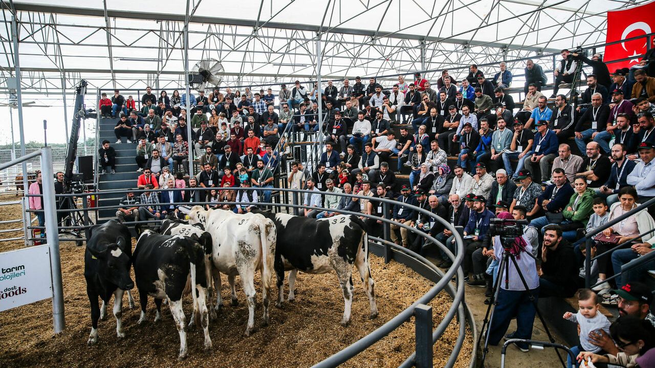 Bir çiftlikte oluşturulan mezatta 235 düve, anaç angus ve buzağı satışa sunuldu
