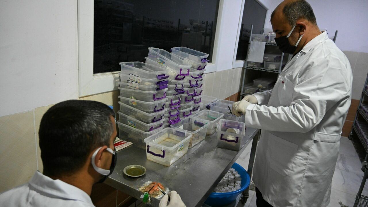 Osmaniyeli girişimci yetiştirdiği akreplerden ayda 20 gram zehir elde ediyor