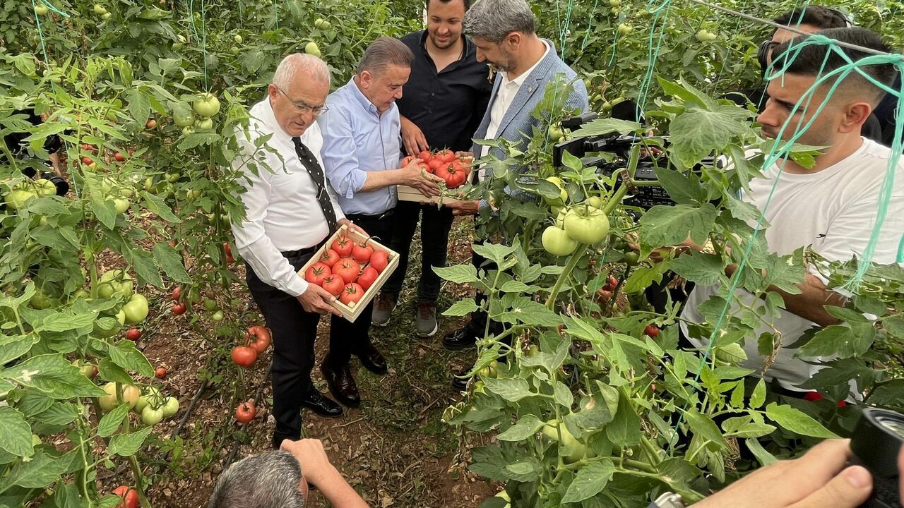 Uluslararası FoodFest Antalya Gastronomi Festivali kapsamında domates hasadı yapıldı