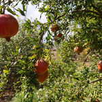 Adana’nın bu narı neden bu kadar özel? Tescilli Kuytucak Narı’nın sırrı ortaya çıktı