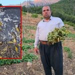 Adana'da çekirge istilası! Lavanta ve sebze bahçeleri zarar görüyor