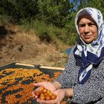 Saimbeyli'de satılamayan kirazlar kışlık çereze dönüşüyor
