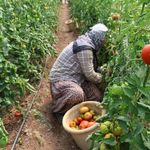 Adana’da 1500 rakımda bir ilk: Baba-kız seradan ilk domatesleri topladı