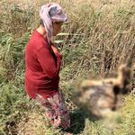 Geçim kaynağı hayvanlarını peş peşe kaybetti: “Yavrusu dünden beri bağırıyor”