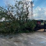 Karaisalı’da devrilen ağaç yolu ulaşıma kapattı