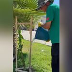 Karataş Belediyesi ilçe girişini begonvillerle renklendiriyor