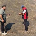 Sarıçam’da ayçiçeği hasadı denetim altında