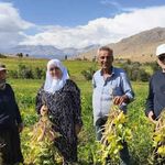 Adana’da fasulye hasadı başladı: Tarlada kilosu 125 TL’yi buluyor