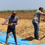 Adana'da yer fıstığı hasadı başladı: 135 bin ton rekolte bekleniyor