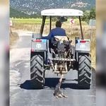 Köpeği traktörün arkasına bağlayıp sürükledi