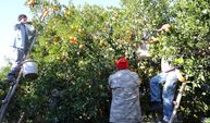 Soğuk Hava Engel Olmadı: Kozan Portakalında Hasat Başladı