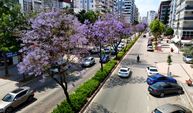 Adana bir anda mora büründü! Jakaranda çiçekleri kenti renklendirdi